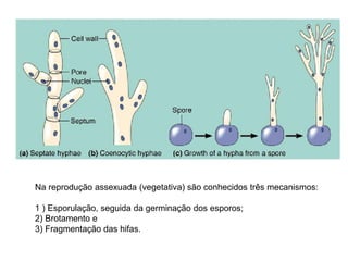 O passo seguinte da divisão celular leva a reprodução
assexuada (vegetativa), isto é, a formação de um novo clone sem envolvimento de gametas e sem
fusão
nuclear. São conhecidos três mecanismos: 1 ) esporulação, seguida da germinação dos esporos; 2)
brotamento e 3) fragmentação das hifas.
Na reprodução assexuada (vegetativa) são conhecidos três mecanismos:
1 ) Esporulação, seguida da germinação dos esporos;
2) Brotamento e
3) Fragmentação das hifas.
 