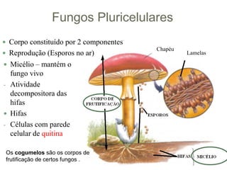 Fungos Pluricelulares
 Corpo constituído por 2 componentes
 Reprodução (Esporos no ar)
Chapéu
Lamelas
 Micélio – mantém o
fungo vivo
- Atividade
decompositora das
hifas
 Hifas
- Células com parede
celular de quitina
Os cogumelos são os corpos de
frutificação de certos fungos .
 