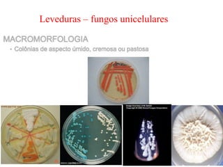 Leveduras – fungos unicelulares
 