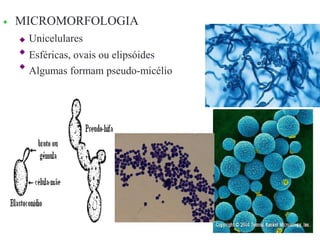  MICROMORFOLOGIA



Unicelulares
Esféricas, ovais ou elipsóides
Algumas formam pseudo-micélio
 