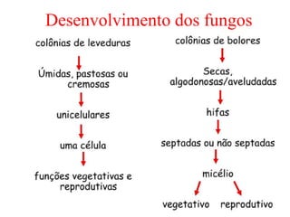 Desenvolvimento dos fungos
 