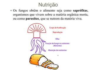 Nutrição
 Os fungos obtêm o alimento seja como saprófitas,
organismos que vivem sobre a matéria orgânica morta,
ou como parasitas, que se nutrem da matéria viva.
 