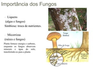 - Liquens
(algas e fungos)
Simbiose: troca de nutrientes.
- Micorrizas
(raízes e fungos)
Planta fornece energia e carbono,
enquanto os fungos absorvem
minerais e água do solo,
transferindo-os para a planta
Importância dos Fungos
 