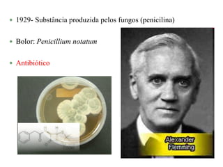  1929- Substância produzida pelos fungos (penicilina)
 Bolor: Penicillium notatum
 Antibiótico
 