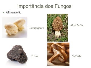 Importância dos Fungos
 Alimentação
Champignon
Shiitake
Morchella
Truta
 