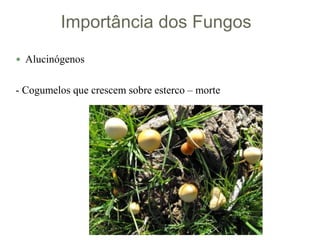Importância dos Fungos
 Alucinógenos
- Cogumelos que crescem sobre esterco – morte
 