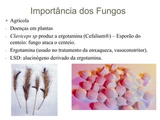Importância dos Fungos
 Agrícola
- Doenças em plantas
- Claviceps sp produz a ergotamina (Cefalium®) – Esporão do
centeio: fungo ataca o centeio.
- Ergotamina (usado no tratamento da enxaqueca, vasoconstritor).
- LSD: alucinógeno derivado da ergotamina.
 