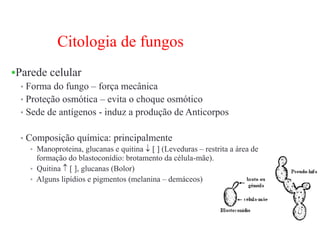 Citologia de fungos
Parede celular
• Forma do fungo – força mecânica
• Proteção osmótica – evita o choque osmótico
• Sede de antígenos - induz a produção de Anticorpos
• Composição química: principalmente
• Manoproteina, glucanas e quitina    (Leveduras – restrita a área de
formação do blastoconídio: brotamento da célula-mãe).
• Quitina   , glucanas (Bolor)
• Alguns lipídios e pigmentos (melanina – demáceos)
 