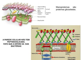 Manoproteínas são
proteínas glicosiladas.
A PAREDE CELULAR NÃO TEM
PEPTIDEOGLICANO,
FATO QUE A DIFERE DA DAS
BACTÉRIAS
 