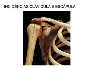 INCIDÊNCIAS CLAVÍCULA E ESCÁPULA
 