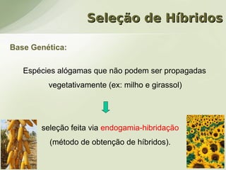 Seleção de Híbridos

Base Genética:

   Espécies alógamas que não podem ser propagadas
         vegetativamente (ex: milho e girassol)




       seleção feita via endogamia-hibridação
         (método de obtenção de híbridos).
 