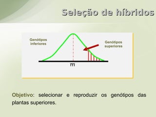 Seleção de híbridos


      Genótipos
      inferiores                  Genótipos
                                  superiores




Objetivo: selecionar e reproduzir os genótipos das
plantas superiores.
 