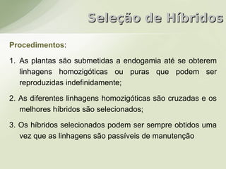 Seleção de Híbridos

Procedimentos:

1. As plantas são submetidas a endogamia até se obterem
   linhagens homozigóticas ou puras que podem ser
   reproduzidas indefinidamente;

2. As diferentes linhagens homozigóticas são cruzadas e os
   melhores híbridos são selecionados;

3. Os híbridos selecionados podem ser sempre obtidos uma
   vez que as linhagens são passíveis de manutenção
 
