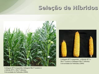 Seleção de Híbridos




                                                    Linhagem B73 (esquerda), o híbrido B73 x
                                                    Mo17 (centro) e linhagem Mo17 (direita).
                                                    Universidade de Nebraska (2004)

Linhagem B73 (esquerda), linhagem Mo17 (centro) e
o híbrido B73 x Mo17 (direita).
Universidade de Nebraska (2004)
 