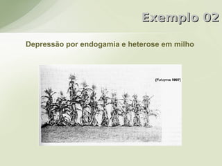 Exemplo 02

Depressão por endogamia e heterose em milho
 