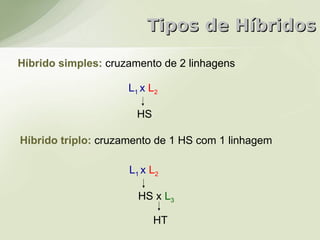 Tipos de Híbridos

Híbrido simples: cruzamento de 2 linhagens

                     L1 x L2

                       HS

Híbrido tríplo: cruzamento de 1 HS com 1 linhagem

                     L1 x L2

                       HS x L3

                            HT
 