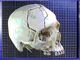 Prof. Fernando Ramos Gonçalves
 