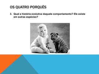 OS QUATRO PORQUÊS
3. Qual a história evolutiva daquele comportamento? Ele existe
em outras espécies?
 