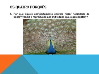 OS QUATRO PORQUÊS
4. Por que aquele comportamento confere maior habilidade de
sobrevivência e reprodução aos indivíduos que o apresentam?
 