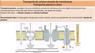 Transporte de solutos através de membranas
Transporte passivo e ativo
Transporte passivo: passagem de uma substância através da membrana de uma região onde ela está mais
concentrada para uma onde está menos concentrada, sem gasto de energia.
Existem três tipos : a difusão simples e a difusão facilitada.
No transporte ativo a célula gasta energia para mover solutos contra seus gradientes de concentração: bomba de
prótons.
 