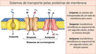 Sistemas de transporte pelas proteínas de membrana
Uniporte: os solutos são
transportados de um lado da
membrana para outro
Simporte: transferência
simultânea ou sequencial de
um segundo soluto, ambos
na mesma direção
Antiporte: transferência
simultânea ou sequencial de
um segundo soluto, em
direção oposta.
 