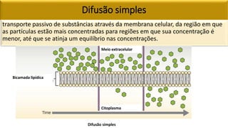 Difusão simples
transporte passivo de substâncias através da membrana celular, da região em que
as partículas estão mais concentradas para regiões em que sua concentração é
menor, até que se atinja um equilíbrio nas concentrações.
Difusão simples
Bicamada lipídica
Meio extracelular
Citoplasma
 