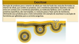 Exocitose
Secreção de produtos para o exterior da célula por meio da fusão das vesículas formadas no
interior da célula, que contêm os produtos, com a membrana plasmática. Quando a vesícula
entra em contato com a membrana plasmática, as moléculas lipídicas, com o auxílio de
proteínas específicas, são rearranjadas, e a vesícula passa a fazer parte da membrana,
eliminando seus produtos para o meio extracelular. Um exemplo de exocitose é a secreção de
hormônios por glândulas para a corrente sanguínea.
 