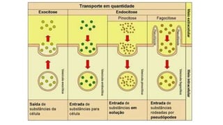 Aula sobre as Trocas entre a célula e o meio.pdf