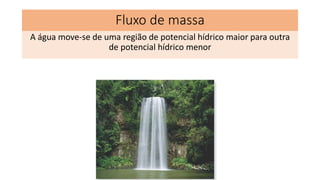 Fluxo de massa
A água move-se de uma região de potencial hídrico maior para outra
de potencial hídrico menor
 