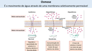 Lise
Osmose
É o movimento de água através de uma membrana seletivamente permeável
Quando a
quantidade de
solutos é a
mesma dentro e
fora da célula
Concentração de
solutos do meio é
maior do que
dentro da célula
O teor de
solutos é menor
no meio do que
dentro da célula
 