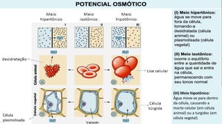 (III) Meio hipotônico:
Água move-se para dentro
da célula, causando a
morte celular (em célula
animal) ou a turgidez (em
célula vegetal)
Célula
plasmolisada
 