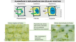 Células túrgidas de Elodea
Plasmólise das células
após serem colocadas
em um ambiente
hipertônico (com açúcar)
Obs.: o processo é
reversível
Desplasmólise
Células plasmolisadas de Elodea
 
