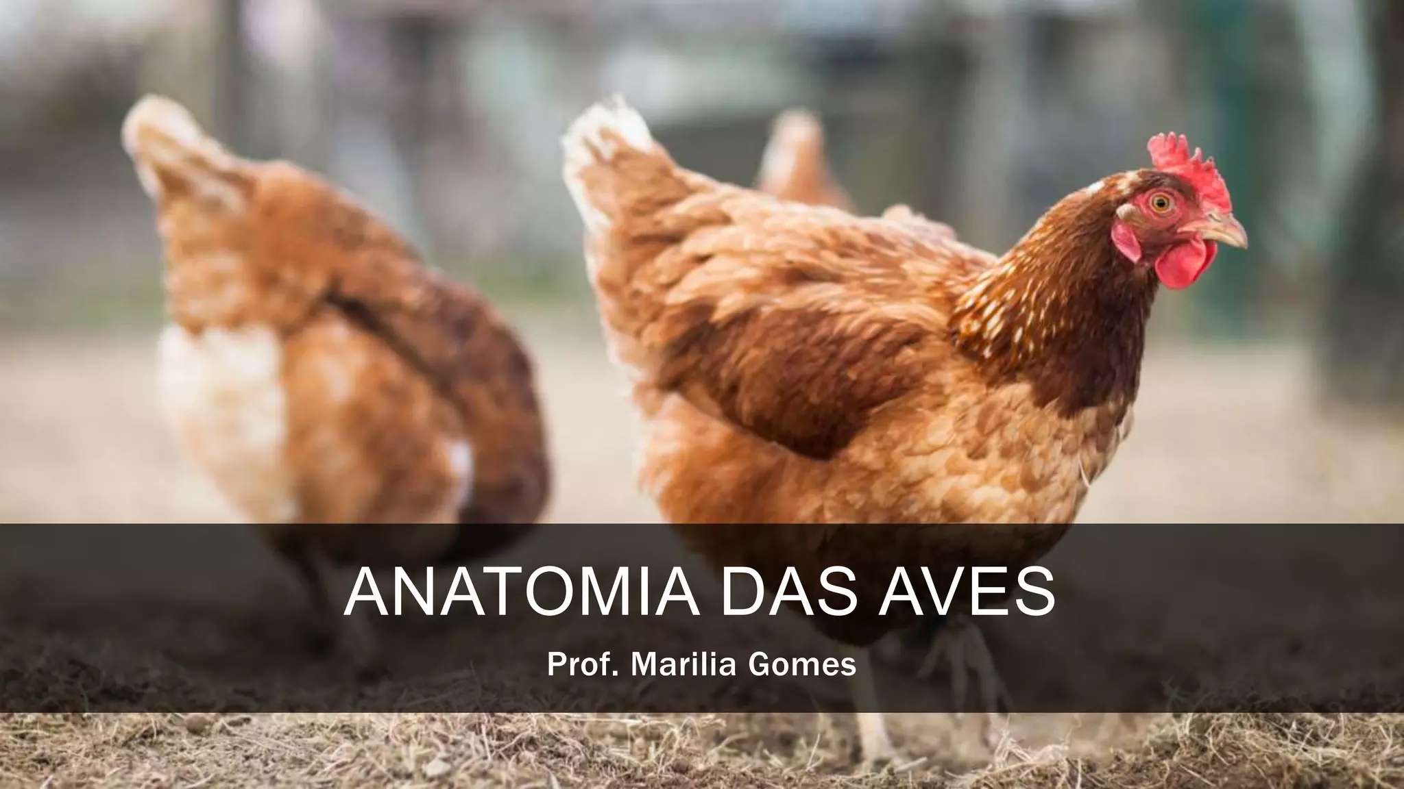 Anatomia das aves | PPTX