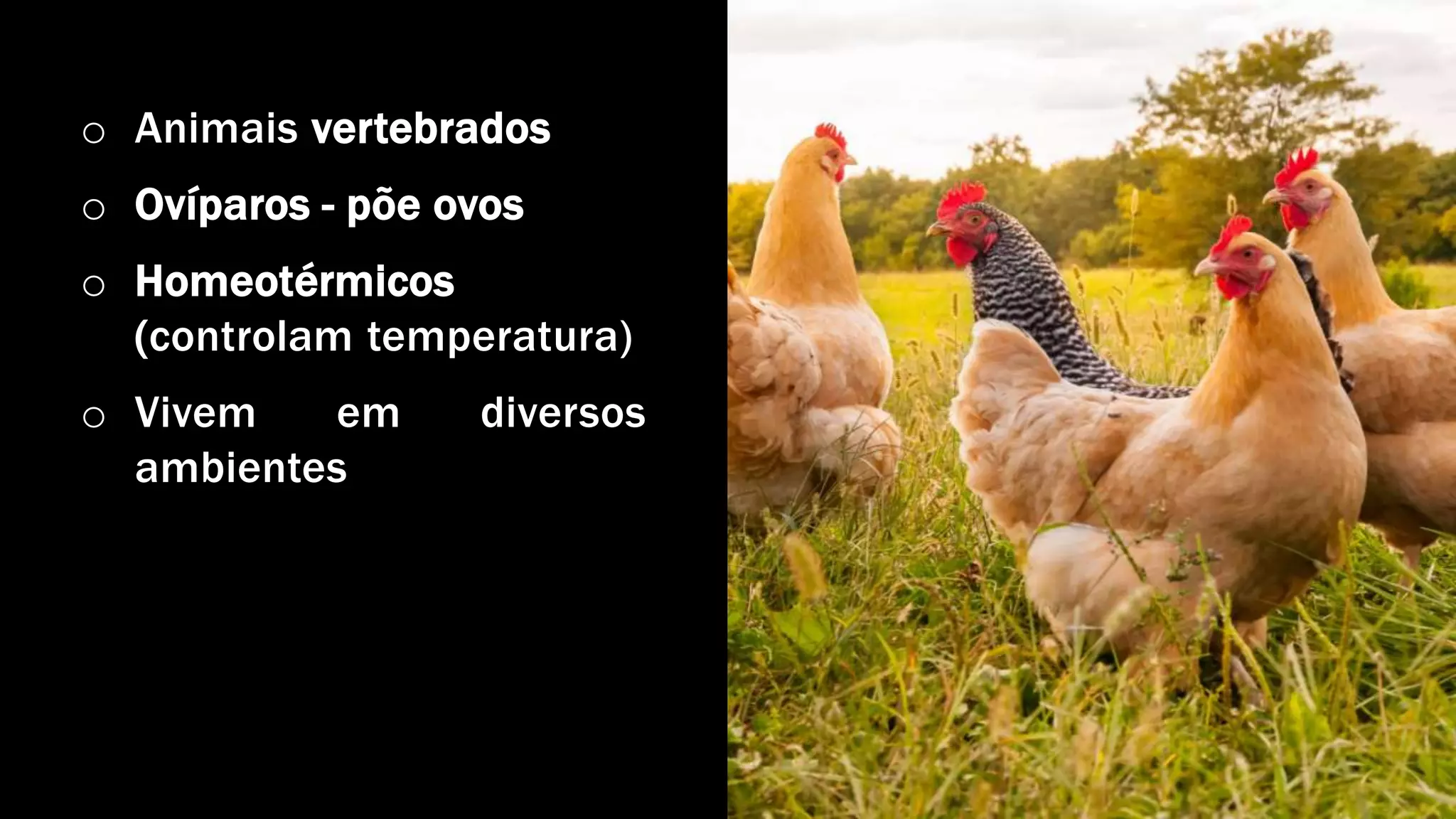 Anatomia das aves | PPTX
