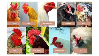 COROA
SOLTEIRO
MORANGO
CRAVO
ALMOFADA
ROSA
NOZ
ERVILHA
V
 