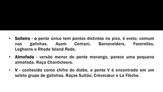 • Solteiro - o pente único tem pontos distintos no pico, é ereto, comum
nas galinhas. Ayam Cemani, Barnevelders, Faverolles,
Leghorns e Rhode Island Reds.
• Almofada - versão menor do pente morango, parece uma pequena
almofada. Raça Chanticleers.
• V - conhecido como chifre do diabo, o pente V é encontrado em um
seleto grupo de galinhas. Raças Sultão, Crèvecœur e La Flèche.
 