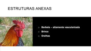 ESTRUTURAS ANEXAS
o Barbela – altamente vascularizada
o Brinco
o Orelhas
 