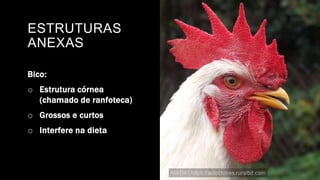 ESTRUTURAS
ANEXAS
Bico:
o Estrutura córnea
(chamado de ranfoteca)
o Grossos e curtos
o Interfere na dieta
 
