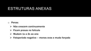 ESTRUTURAS ANEXAS
o Penas:
 Não crescem continuamente
 Ficam presas no folículo
 Mudam 1x a 2x ao ano
 Fotoperíodo negativo – menos ovos e muda forçada
 