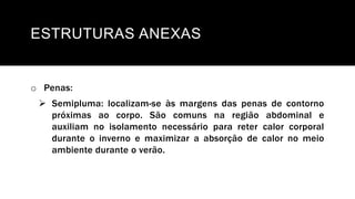 ESTRUTURAS ANEXAS
o Penas:
 Semipluma: localizam-se às margens das penas de contorno
próximas ao corpo. São comuns na região abdominal e
auxiliam no isolamento necessário para reter calor corporal
durante o inverno e maximizar a absorção de calor no meio
ambiente durante o verão.
 