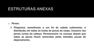 ESTRUTURAS ANEXAS
o Penas:
 Filopluma: semelhante a um fio de cabelo rudimentar, é
distribuída em todos os tratos de penas do corpo, inclusive nas
penas curtas da cabeça. Permanecem na carcaça depois que
todas as penas foram removidas pelos métodos usuais de
depenamento.
 