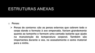 ESTRUTURAS ANEXAS
o Penas:
 Penas de contorno: são as penas externas que cobrem todo o
corpo dando o formato à ave empenada. Variam grandemente
quanto ao tamanho e formam uma camada isolante que ajuda
na manutenção da temperatura corporal. Também são
importantes durante o voo, no acasalamento e como material
para o ninho.
 