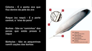 Cálamo - É a ponta oca que
fica dentro da pele da ave
Raque (ou raqui) - É a parte
central, o “eixo da pena”
Barbas - São os “raminhos” das
penas que estão presos à
raque
Bárbulas - São as pequeninas
ramifi cações das barbas
 