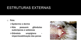 ESTRUTURAS EXTERNAS
o Pele:
Epiderme e derme
Não possuem glândulas
sudoríparas e sebáceas
Glândula uropigiana -
impermeabilização das penas
 