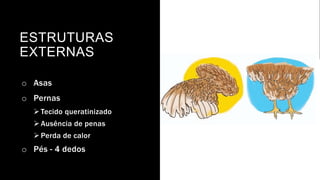 ESTRUTURAS
EXTERNAS
o Asas
o Pernas
Tecido queratinizado
Ausência de penas
Perda de calor
o Pés - 4 dedos
 