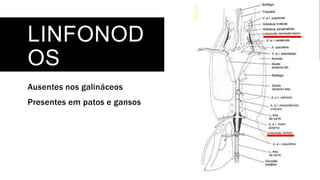 LINFONOD
OS
Ausentes nos galináceos
Presentes em patos e gansos
 