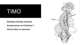 TIMO
Glândula linfoide primária
Amadurecem os linfócitos T
Vários lobos no pescoço
 