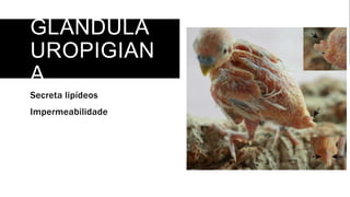 GLÂNDULA
UROPIGIAN
A
Secreta lipídeos
Impermeabilidade
 