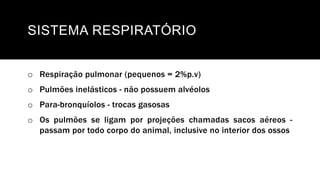 SISTEMA RESPIRATÓRIO
o Respiração pulmonar (pequenos = 2%p.v)
o Pulmões inelásticos - não possuem alvéolos
o Para-bronquíolos - trocas gasosas
o Os pulmões se ligam por projeções chamadas sacos aéreos -
passam por todo corpo do animal, inclusive no interior dos ossos
 