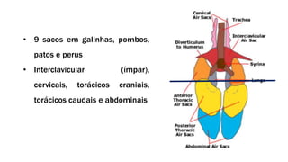 • 9 sacos em galinhas, pombos,
patos e perus
• Interclavicular (ímpar),
cervicais, torácicos craniais,
torácicos caudais e abdominais
 